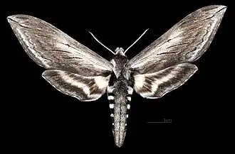 Adult female S. perelegans, dorsal view