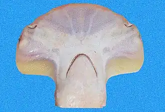 Head, underside