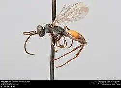 A. arcuata (male)