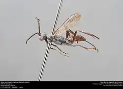 A. cupida (male)