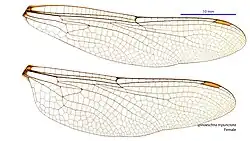 Female wings