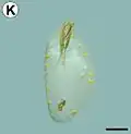 Pupal exuvia protruding from the cocoon exit hole onto plastic substrate, just after the adult emergence
