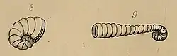 Illustration of "Spirolina depressa" and "Spirolina cylindracea"