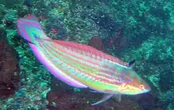 Male