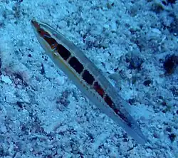 Female