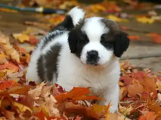 Image 17St. Bernard puppy (from Puppy)