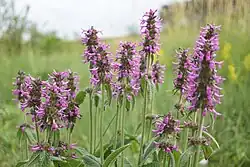 In flower