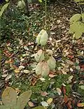 Staphylea pinnata fruit