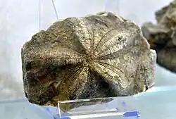 Starfish fossil