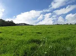 Pasture in Olinda