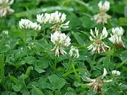 Flowering