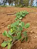 Canavalia hawaiiensis