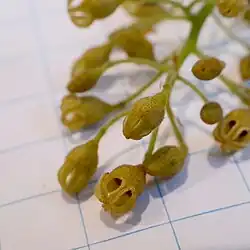 Flowers, detail (on 1&nbsp;cm grid)