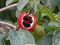 Ripe fruit