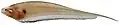 image of glass knifefish