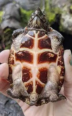 Plastron, Florida