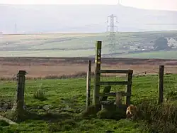 Aushaw Moss