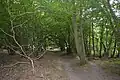 Stocking Springs Wood