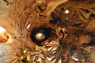 View looking through the hollow core of a fig after the host has died and rotted away