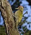 male at Kaziranga National Park in Assam
