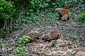 Stripe-necked mongoose