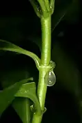 cloudy latex flowing from a scar where a leaf was broken off