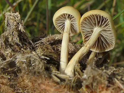 Gills of young specimens