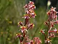 The South African Struthiola myrsinites