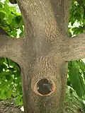 Closeup of bark