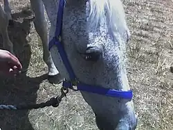 Subzero