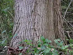 Bark
