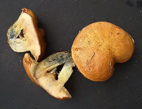 Fruit body examples