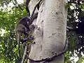 Male in Tangkoko Nature Reserve