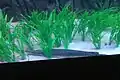 Alligator Gar