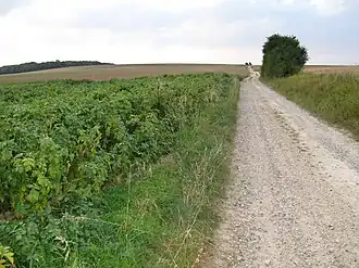 The old Roman road
