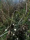 Marsh habitat