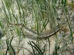 Among seagrass.