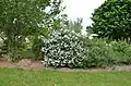 A fully mature Miss Kim lilac plant. This plant has many flowers blossoms towards one side of the shrub. One side blossoms could have been caused by inadequate sun exposure to the other side of the plant.