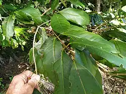Foliage