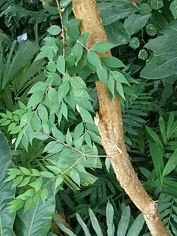 Foliage