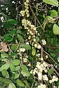 Fruit