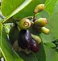 Fruit