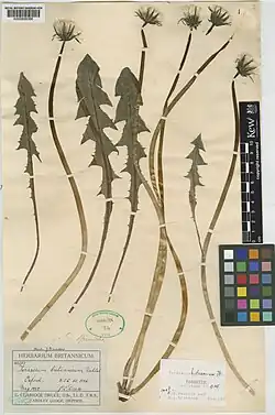 Seedhead specimens
