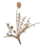 T. mongolium