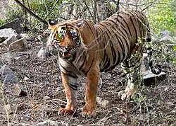 Tiger in Ranthambore National Park