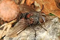 Leschenaultia fly
