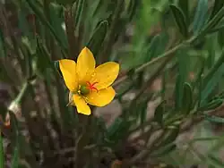 Talinum aurantiacum