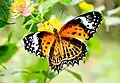 Tamil lacewing photo by E Kunhikrishnan