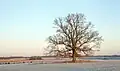 Albu oak