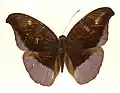 Museum specimen